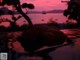 A woman floating in a pool of water at sunset.